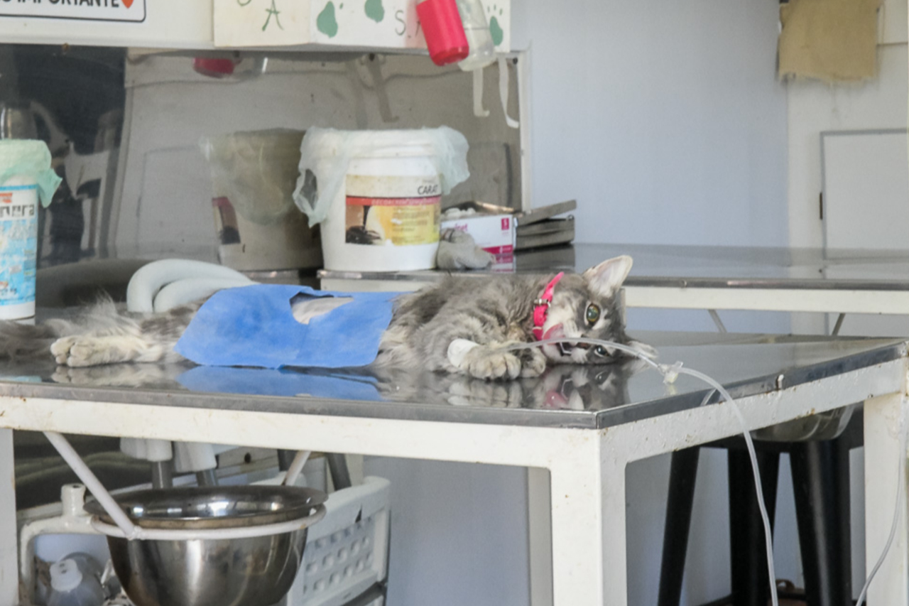  Los operativos de salud animal se realizarán este mes en comisiones vecinales
