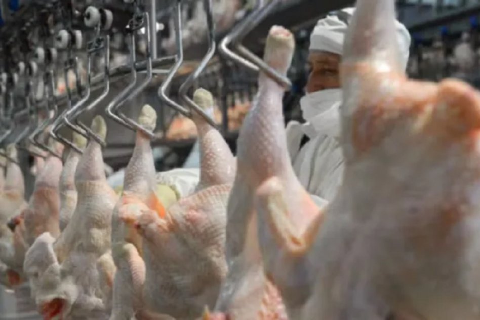  La sobreoferta de pollo por el cierre de las exportaciones baja los precios y dispara el consumo