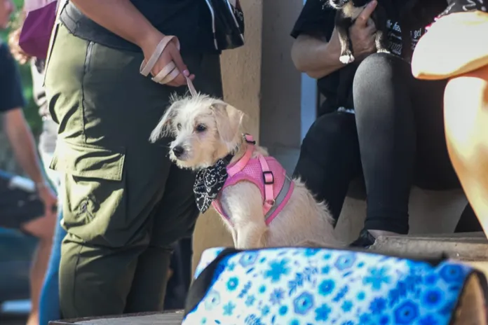  Durante octubre continúan los operativos de castración y vacunación de mascotas: conocé el cronograma