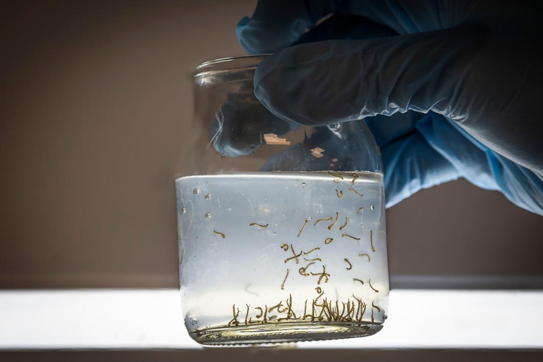  Ante la presencia de lluvias en la provincia, Salud recuerda las medidas de prevención del dengue