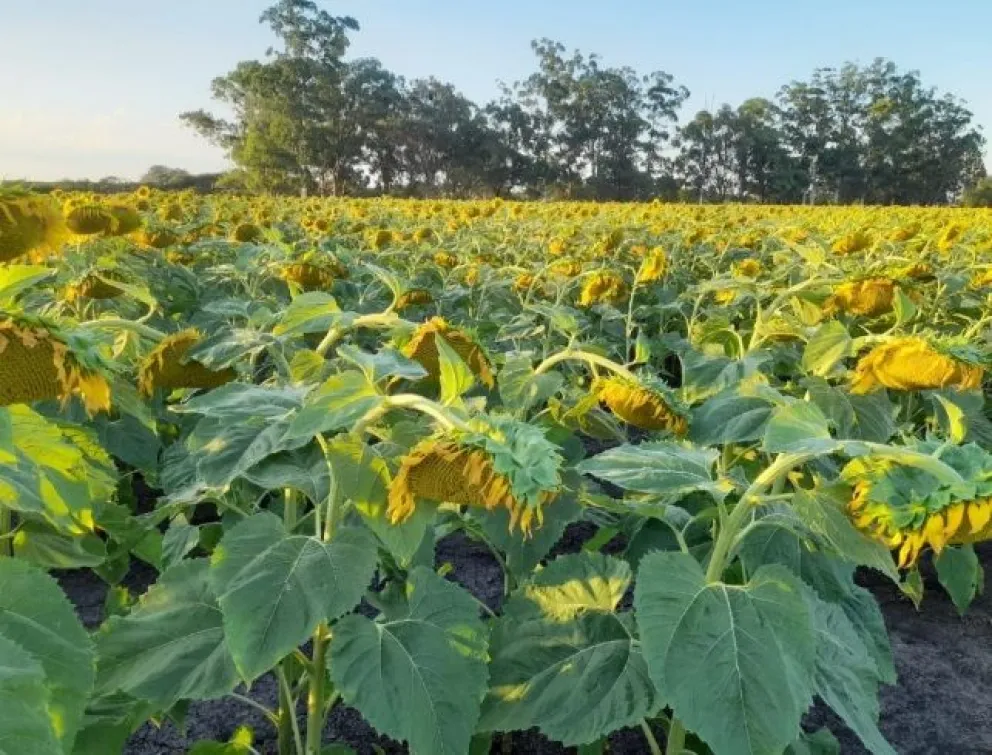  La Bolsa de Cereales destacó que el 98% del girasol entrerriano presenta condición entre Buena y Muy Buena