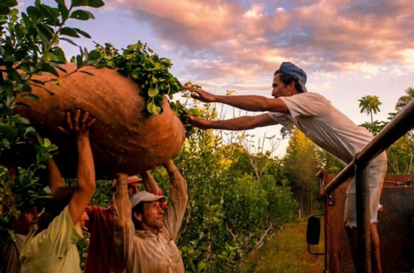  La producción de yerba, vino, leche y maní está “en rojo” por la baja rentabilidad