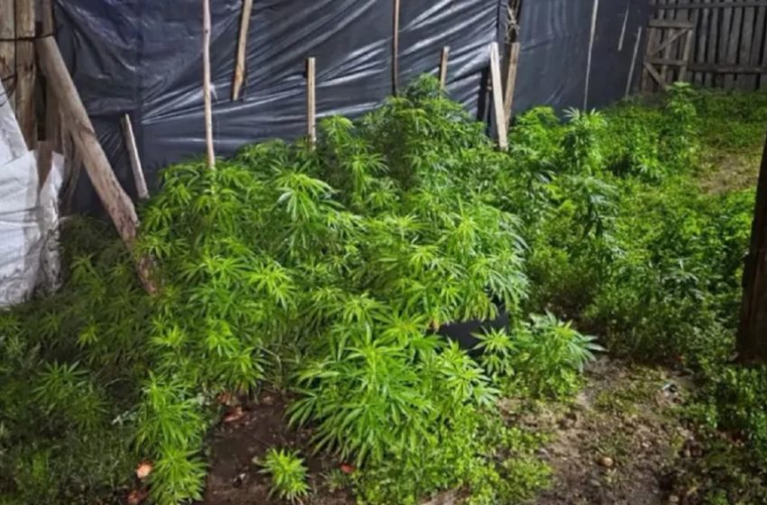  Llamado por violencia de género terminó con el secuestro de 255 plantas de marihuana