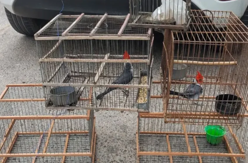  Frustraron el tráfico ilegal de cardenales en un control en el Túnel Subfluvial
