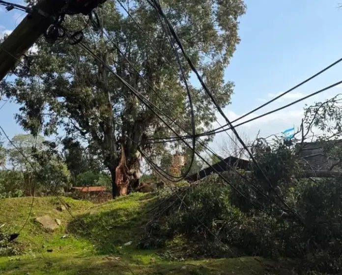  Tragedia en Concordia: un árbol cayó sobre una vivienda y murió una mujer de 66 años