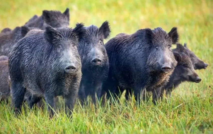  Ante el alarmante crecimiento del jabalí europeo en Argentina, destacan las políticas de control del Parque Nacional El Palmar