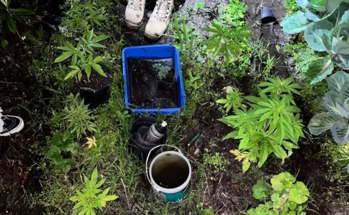  Concordia: Allanamiento por el robo de una vaca derivó en el secuestro de más de 20 plantas de marihuana