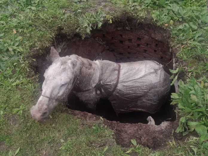  Colonia Avellaneda: Denunció la desaparición de su caballo y lo encontraron caído en un pozo