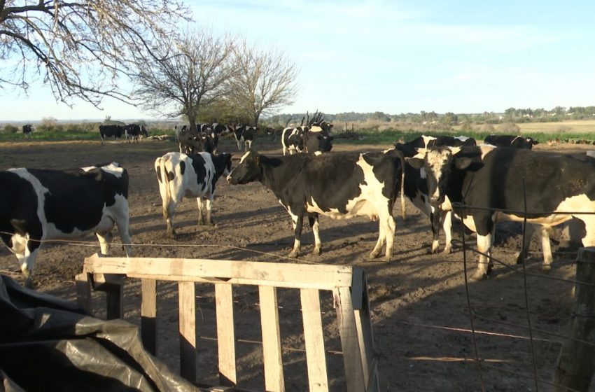  Sauce Montrull: La tierra donde la leche marcaba el pulso de la vida