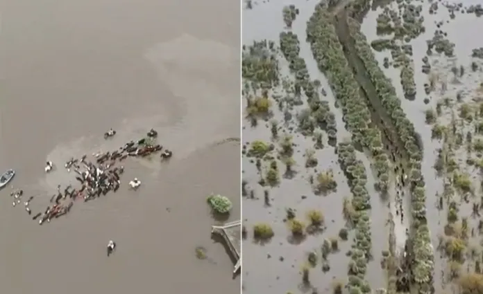  Llega “El Niño”: Preocupan las inundaciones en el norte de Santa Fe los productores rurales perdieron animales