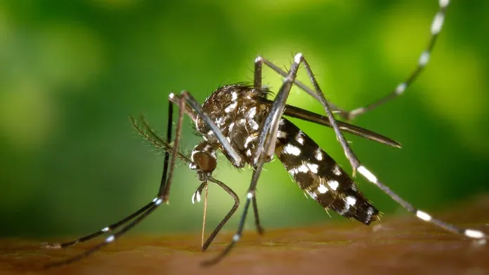  CONICET avanza en una vacuna contra el Aedes aegypti para frenar el dengue
