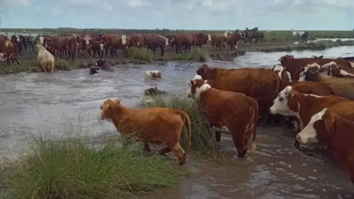  Productores de Entre Ríos ya trasladan sus animales ante la llegada de “El Niño”