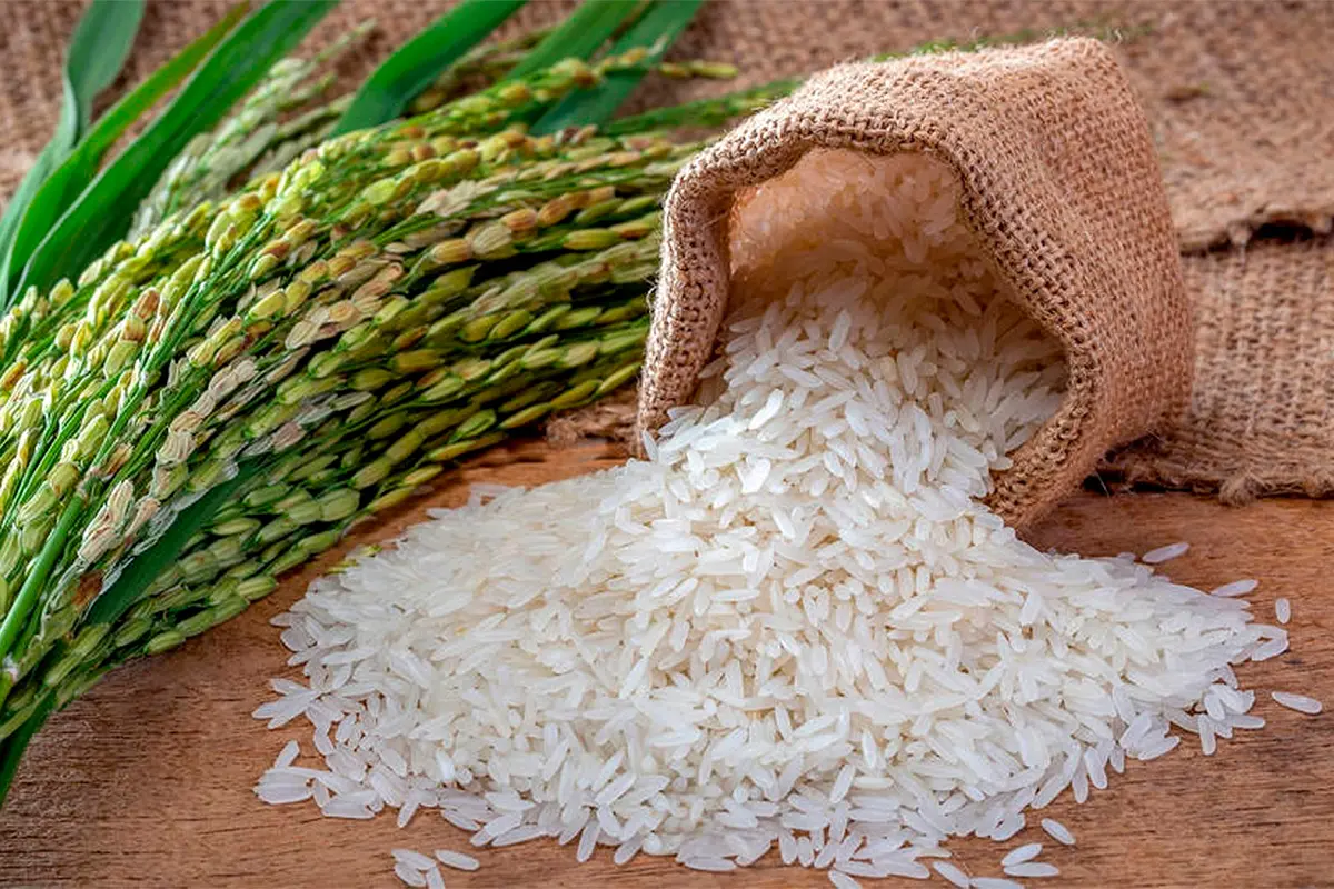 Crearon el sello Arroz Entrerriano: Qué requisitos deberán cumplir los productores